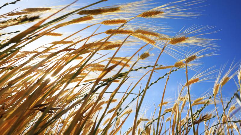 Türkiye'de Bitkisel Üretim Arttı!