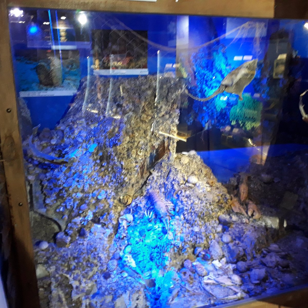 Deniz Biyolojisi Araştırmaları