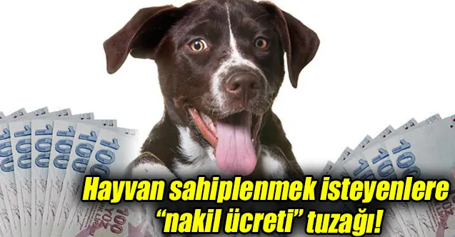Hayvan Sahiplendirme Dolandırıcılığı