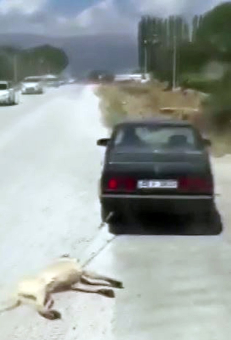 Otomobilin Ardında Koşmak Zorunda Bırakılan Köpek