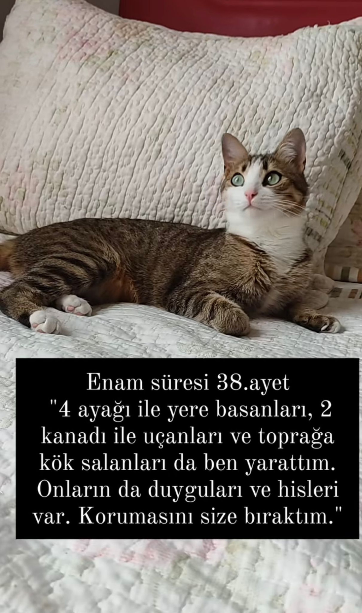 Hayvanlara Soykırım Uygulayan Devlet Olmaz!