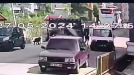 Artvin’in Arhavi ilçesinde başıboş sokak köpekleri mahalleliyi birbirine düşürdü