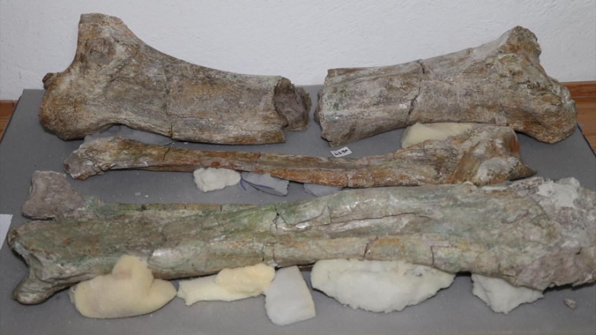 9 milyon yıllık fosillerin çıktığı Çorakyerler'de bu yıl 150 fosil bulundu