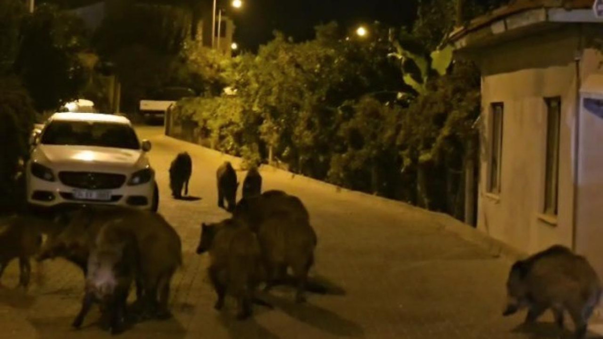 Marmaris'te yaban domuzları şehir merkezine indi