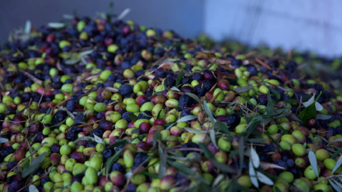 Geçen yıl 60 milyon dolarlık zeytin ihraç edildi