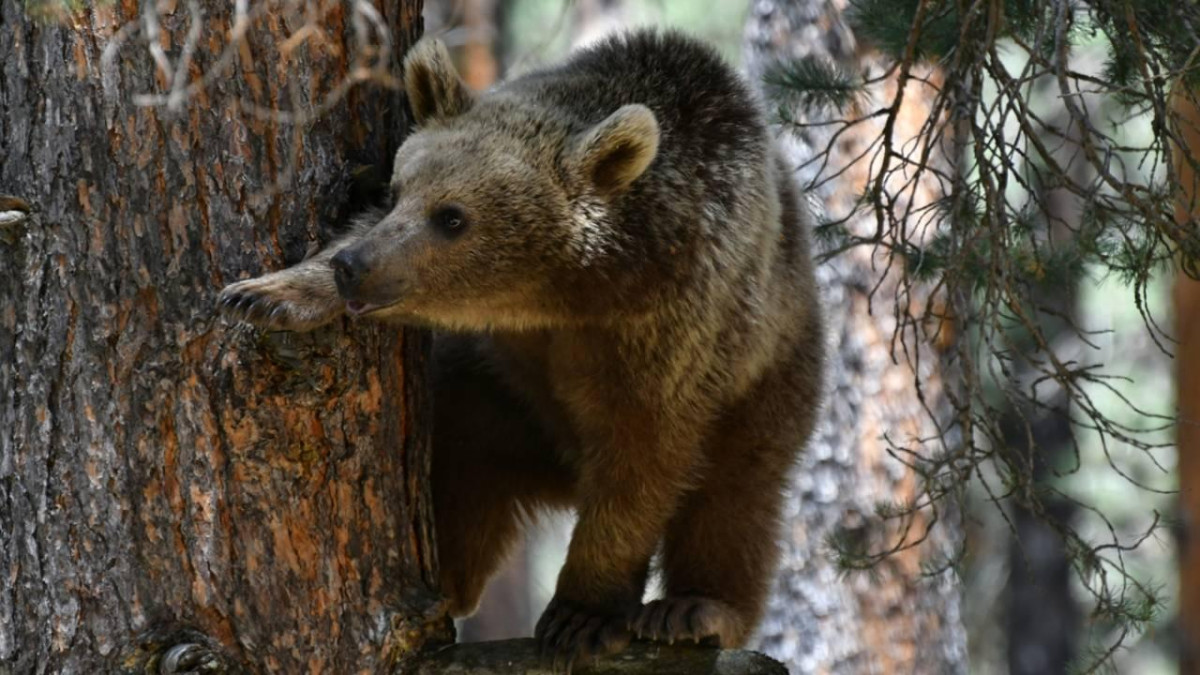 Slovakya, 350 ayının vurularak öldürülmesini onayladı