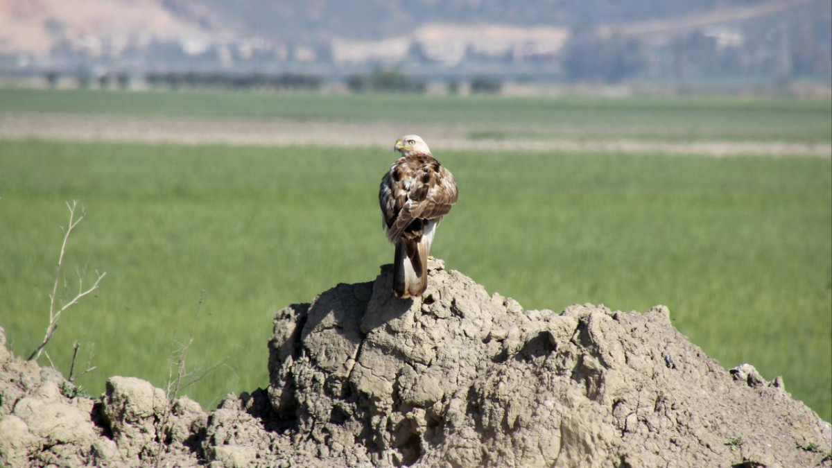 Hatay'da bahar döneminde 233 kuş türü gözlemlendi