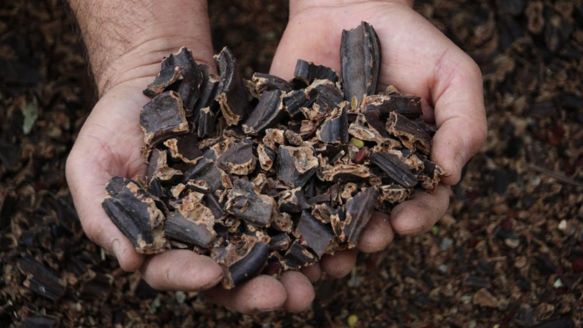Alanya keçiboynuzu coğrafi işaret aldı