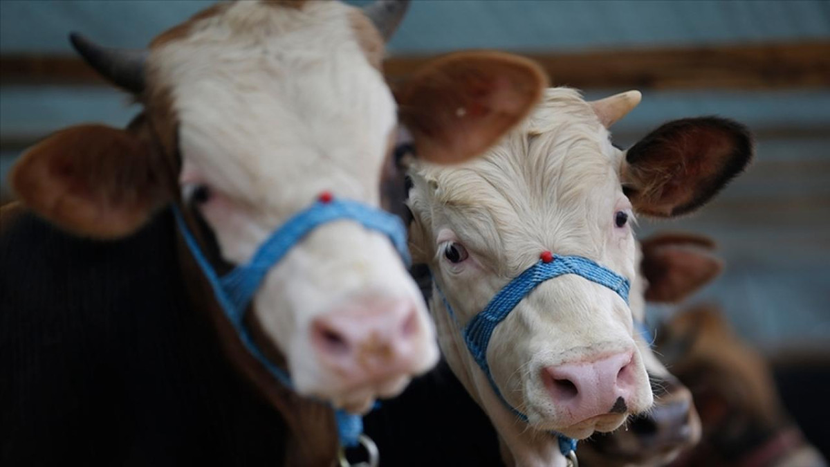 Şap hastalığıyla mücadele için seferberlik başlatıldı