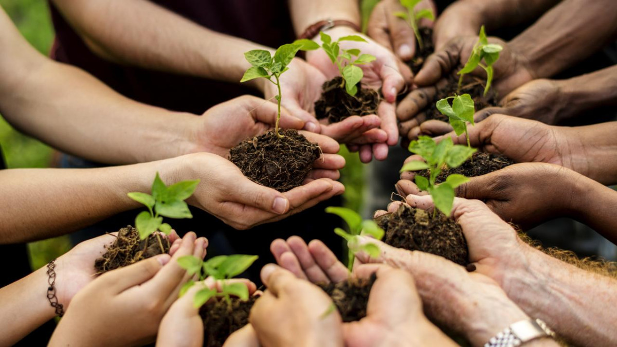 Bu yıl 550 milyona yakın fidan toprakla buluşacak