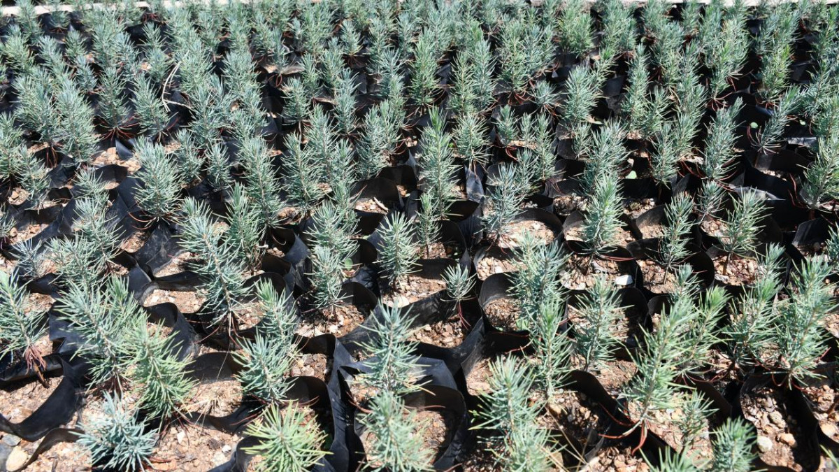 Gabar petrol sahasına yeşil dokunuş: 100 bin fidan toprakla buluşacak