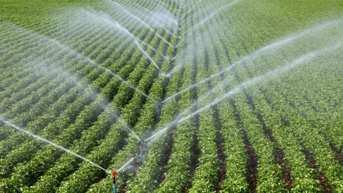 Türkiye 117 ülkeye tohum ihraç ediyor