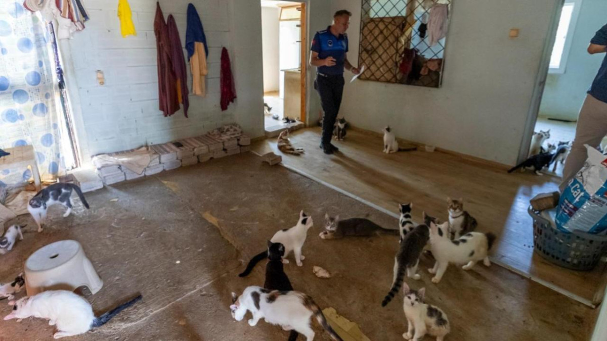 Kötü kokunun kaynağı çöp değil, 100 kedi çıktı
