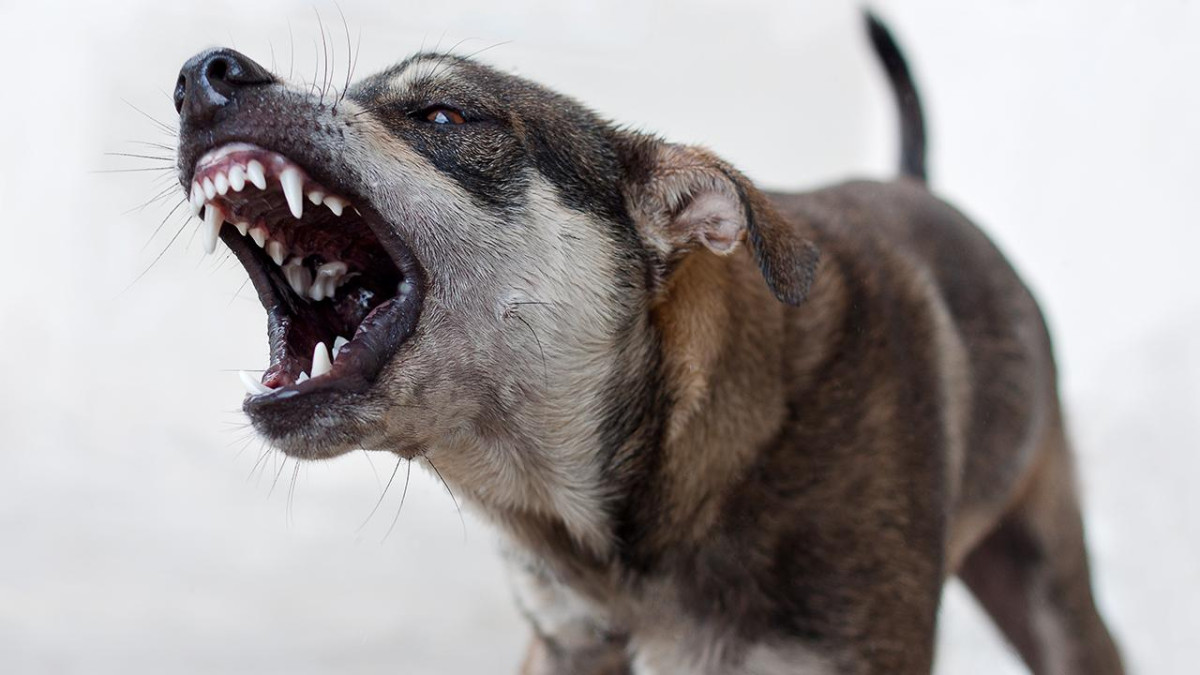 İzmir'de köpeğin saldırısında yaralanan çocuk için 1,2 milyon lira tazminat