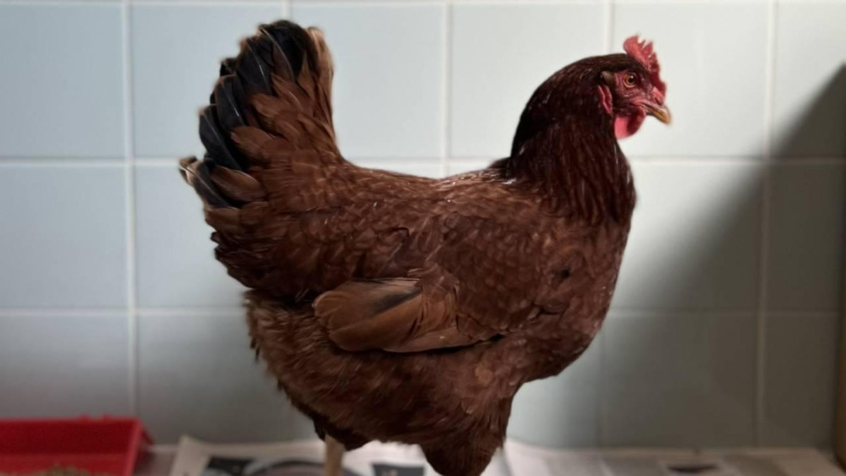 Batı Nil virüsüne karşı tavuklar erken uyarı sistemi olarak kullanılıyor